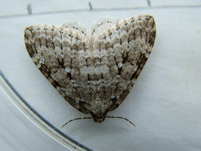 Autumnal Moth
